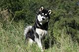 ALASKAN MALAMUTE 336